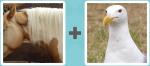Pictoword level 80 - Horse Mane Seagull Bird