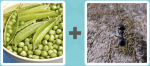 Pictoword level 82 - Peas Bowl Ant Bug Carpet