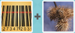 Pictoword level 96 - Barcode Bur Plant