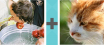 Pictoword Animals level 20 - Bob Apples Cat