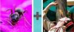 Pictoword Animals level 27 - Ant Fire Eating Flames