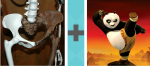 Pictoword Animals level 32 - Hips Pelvis Bones Po Panda Kick