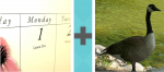 Pictoword Animals level 34 - Monday Day Date Calendar Goose Duck