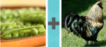 Pictoword Animals level 35 - Peas Pods Cock Chicken Rooster