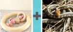 Pictoword Animals level 37 - Rattle Toy Snake Hiss