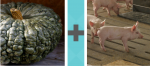 Pictoword Animals level 38 - Pumpkin Lumpy Pigs Hogs