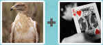 Pictoword Celebrities level 12 - Eagle Bird Hawk King Card Hearts