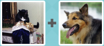 Pictoword Celebrities level 29 - Cat Peep Search Dog Tongue