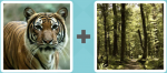 Pictoword Celebrities level 8 - Tiger Forest Woods Trees Dale