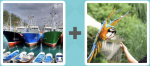 Pictoword Countries & Cities level 14 - Port Boats Pier Quay Parrot Bird Land Fly