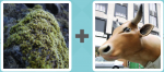Pictoword Countries & Cities level 2 - Moss Green Seaweed Cow Horns Bull