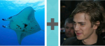 Pictoword Games level 16 - Skate Ray Manta Man Boy