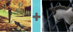 Pictoword Games level 26 - Fall Autumn Brown Cat Watch