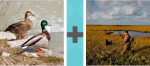 Pictoword Games level 6 - Ducks Birds Hunting Rifle Outdoors