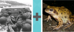 Pictoword Games level 7 - War Army Battle Soldiers Frog Toad