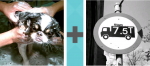 Pictoword Historical Figures level 1 - Dog Groom Washing Lorry Truck Weight