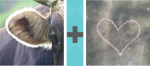 Pictoword Historical Figures level 17 - Ear Cow Heart Chalk