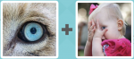 Pictoword Holidays level 10 - Eye Blue Dog Peek See