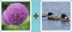 Pictoword Holidays level 15 - Flower Puff Round Ducks Birds