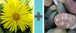 Pictoword Landmarks level 14 - Yellow Flower Petals Stones Rocks