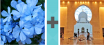 Pictoword Landmarks level 31 - Blue Flowers Nature Temple Mosque Synagogue