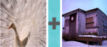 Pictoword Landmarks level 5 - Peacock Plume White Feather House Home Shack Shed Cabin