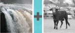 Pictoword Movies level 29 - Flood Rushing River Torrent Bull