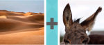 Pictoword US Politics level 15 - Sand Dunes Beach Donkey Ass Ears Hear