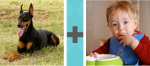 Pictoword US Politics level 4 - Dog Pincher Sit Lay Baby Food Eat