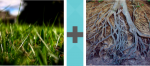 Pictoword US Politics level 7 - Grass Green Tree Roots