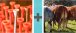 Pictoword US Politics level 8 - Golf Tee Ass Cow Back Rump